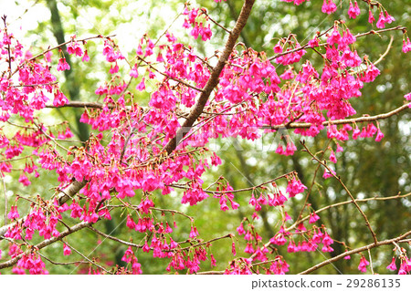 櫻花 櫻花 29286135