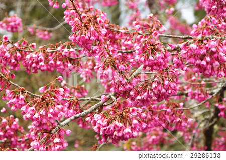櫻花 29286138