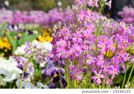 Spring landscape Spring landscape 29286285