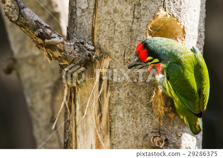 Coppersmith Barbet (Megalaima haemacephala) Coppersmith Barbet (Megalaima haemacephala) 29286375