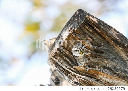 Spotted Owlet (Athene Brama) on the tree. Spotted Owlet (Athene Brama) on the tree. 29286379