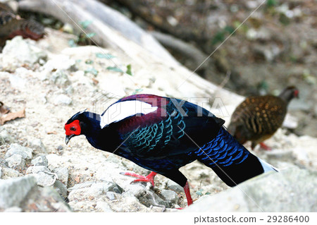 藍腹鷴 藍腹鷴 29286400