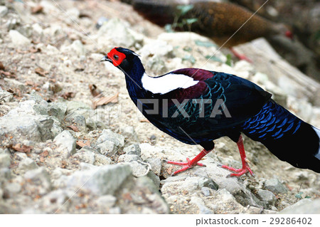 藍腹鷴 藍腹鷴 29286402