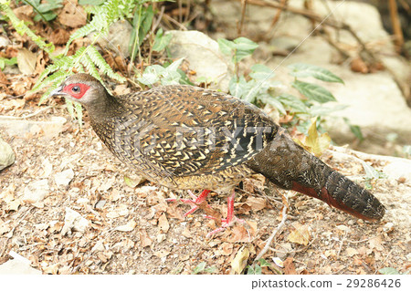 藍腹鷴 藍腹鷴 29286426