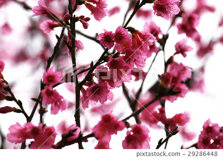 Cherry blossoms  Cherry blossoms  29286448