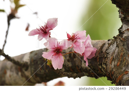 櫻花 櫻花 29286449