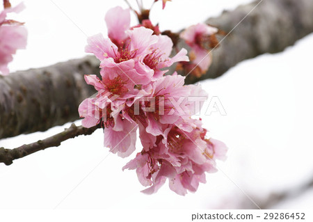 櫻花 櫻花 29286452