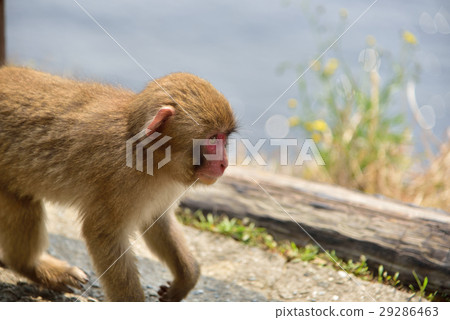 A monkey A monkey 29286463