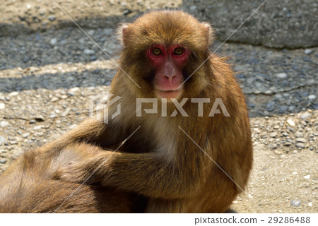 A monkey A monkey 29286488