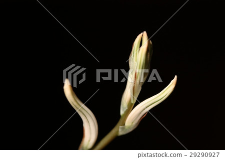 Haorchia的萌芽 29290927