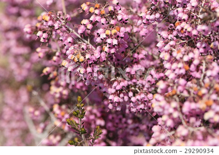 Janome Erika 29290934