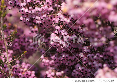 Janome Erika 29290936