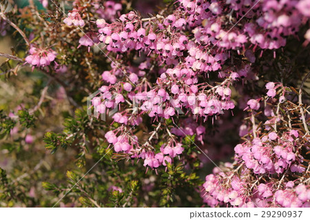 Janome Erika 29290937