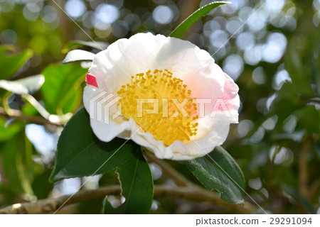 茶花 茶花 29291094