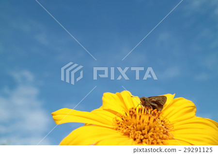 藍天和蝴蝶 29291125