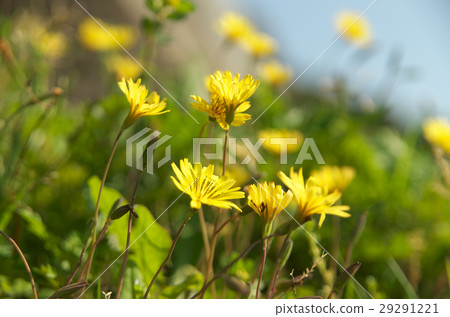 在領域的春天花 29291221