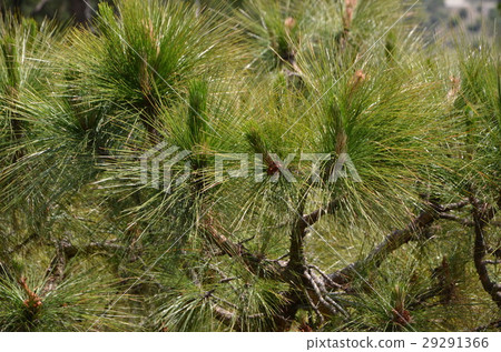 Bhutan pine (Pinus wallichiana) 29291366