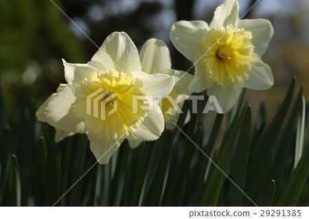 Narcissus 29291385
