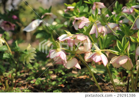 聖誕節玫瑰 29291386