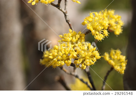 Sanshui Sanshui 29291548