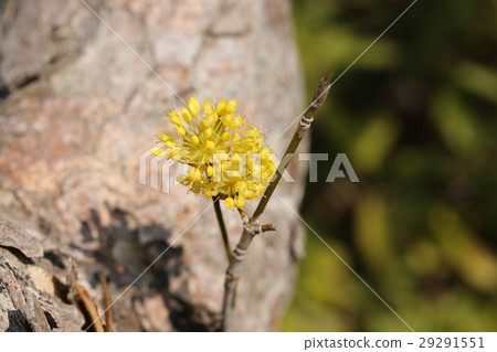 Sanshui Sanshui 29291551