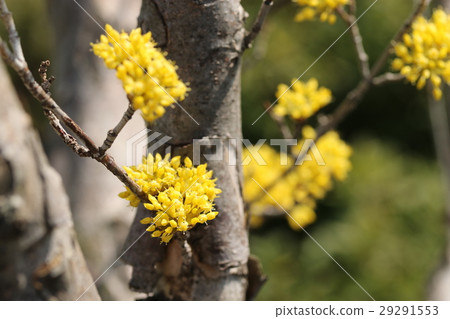 Sanshui Sanshui 29291553