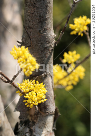 Sanshui Sanshui 29291554