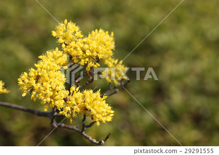 Sanshui Sanshui 29291555