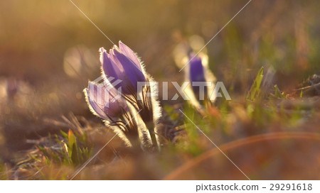 Spring flowers.Beautifully blossoming pasqueflower Spring flowers.Beautifully blossoming pasqueflower 29291618