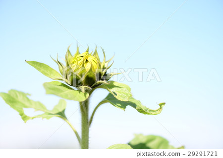 向日葵 太陽花 花蕾 29291721