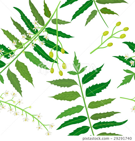 Neem or nimtree seamless pattern vector Neem or nimtree seamless pattern vector 29291740