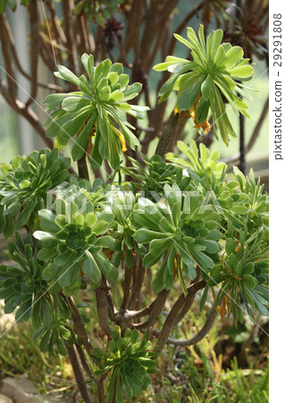 Black lawyer / Aeonium Black lawyer / Aeonium 29291808