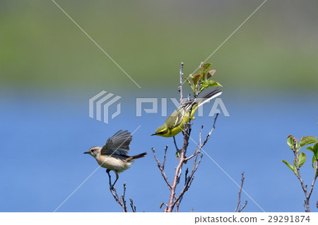 威脅長瀨的威脅 29291874