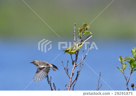 威脅長瀨的威脅 29291875