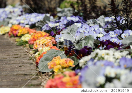 春天的花壇 29291949