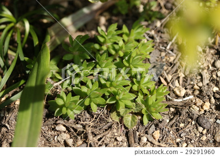 Mannesa Mannesa 29291960