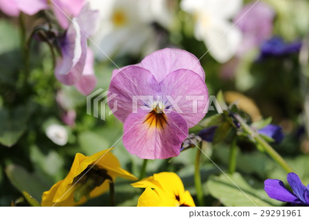 Viola Viola 29291961