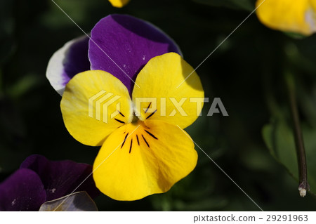 Viola Viola 29291963