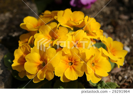 Primula Julien 29291964