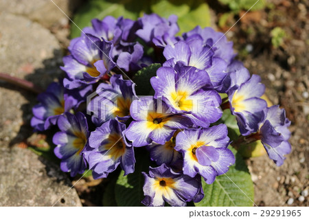 Primula Julien 29291965