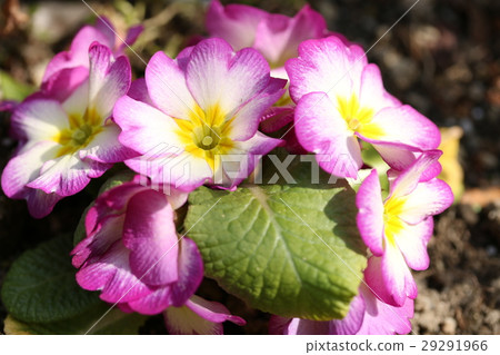 Primula Julien Primula Julien 29291966