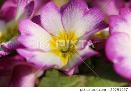 Primula Julien Primula Julien 29291967