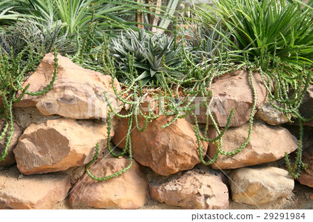 Desert plants / Plants that grow in arid conditio Desert plants / Plants that grow in arid conditio 29291984