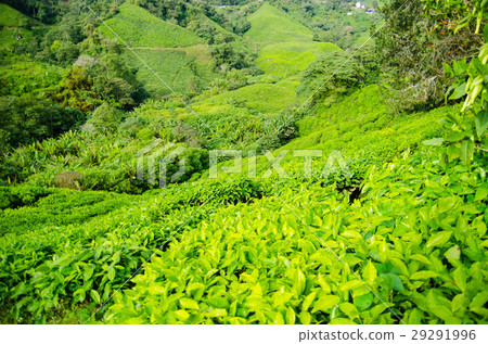 Tea plantations in Malaysia 29291996
