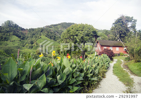 Rural green landscape, simple cottage 29291997