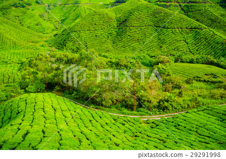 Tea plantations in Malaysia Tea plantations in Malaysia 29291998