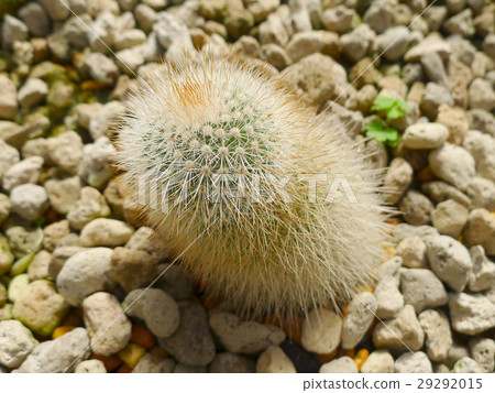 Desert  plants / Plants that grow in arid conditio 29292015