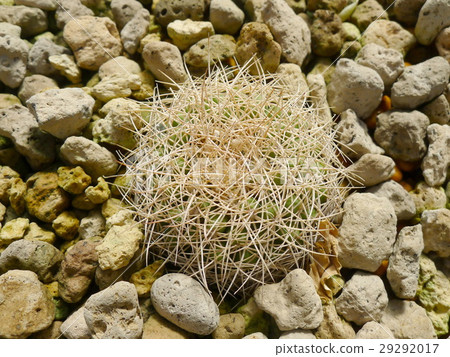 Desert  plants / Plants that grow in arid conditio 29292017