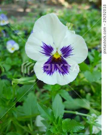 Tropical flower / tropical plant 29292018