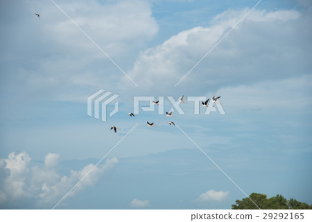 Birds were flying Birds were flying 29292165
